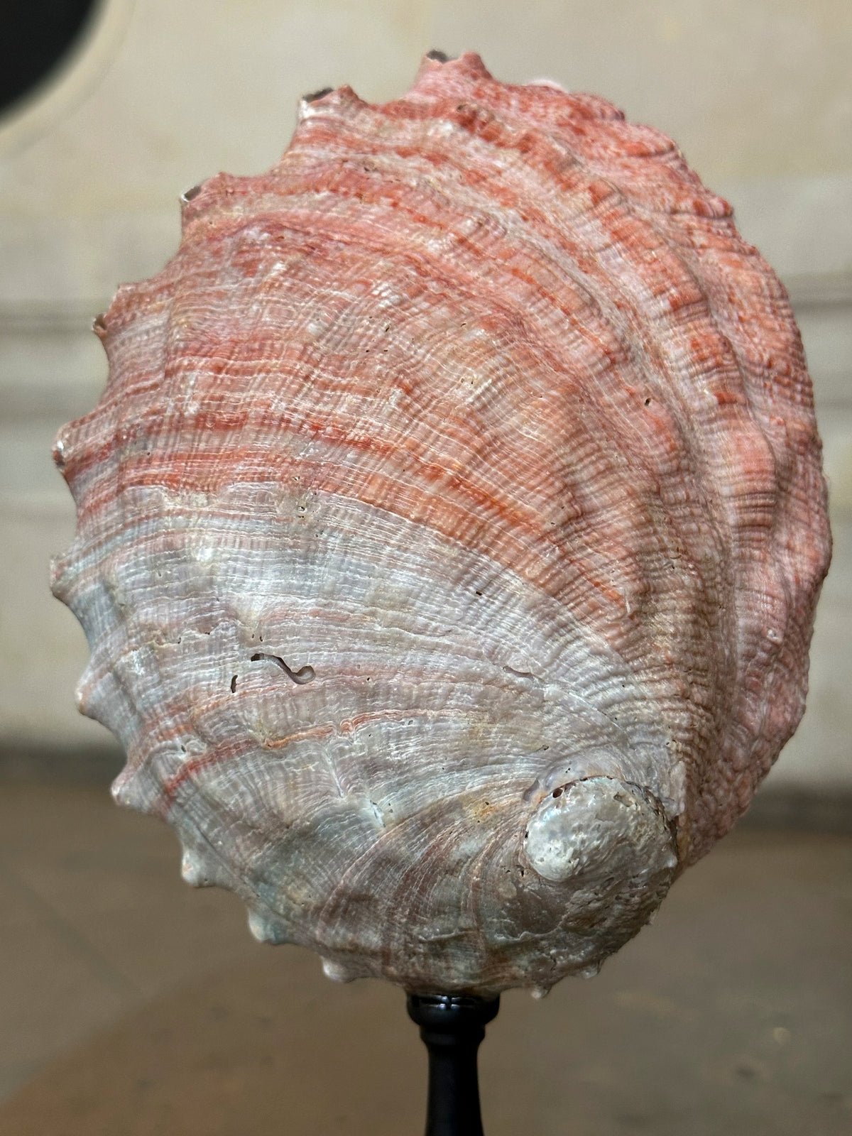 Haliotis corrugata sur socle bois