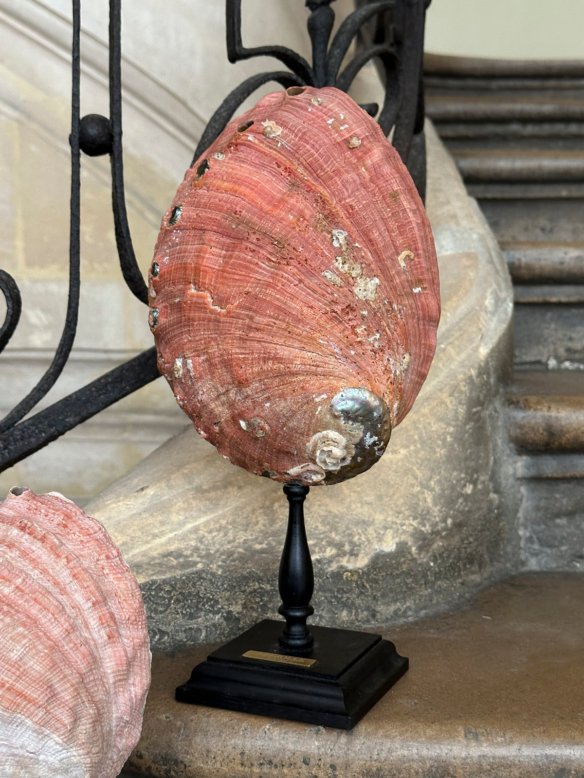 Haliotis rufescens sur socle bois (ormeau rouge)