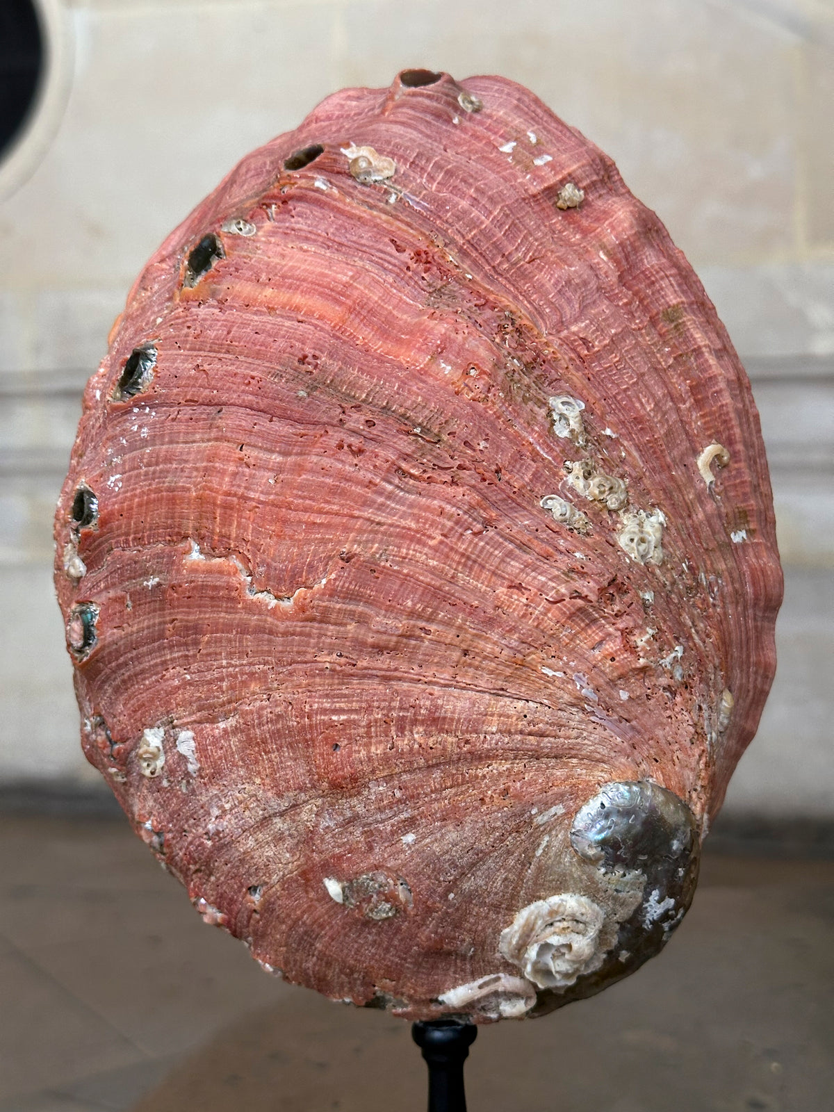 Haliotis rufescens sur socle bois (ormeau rouge)