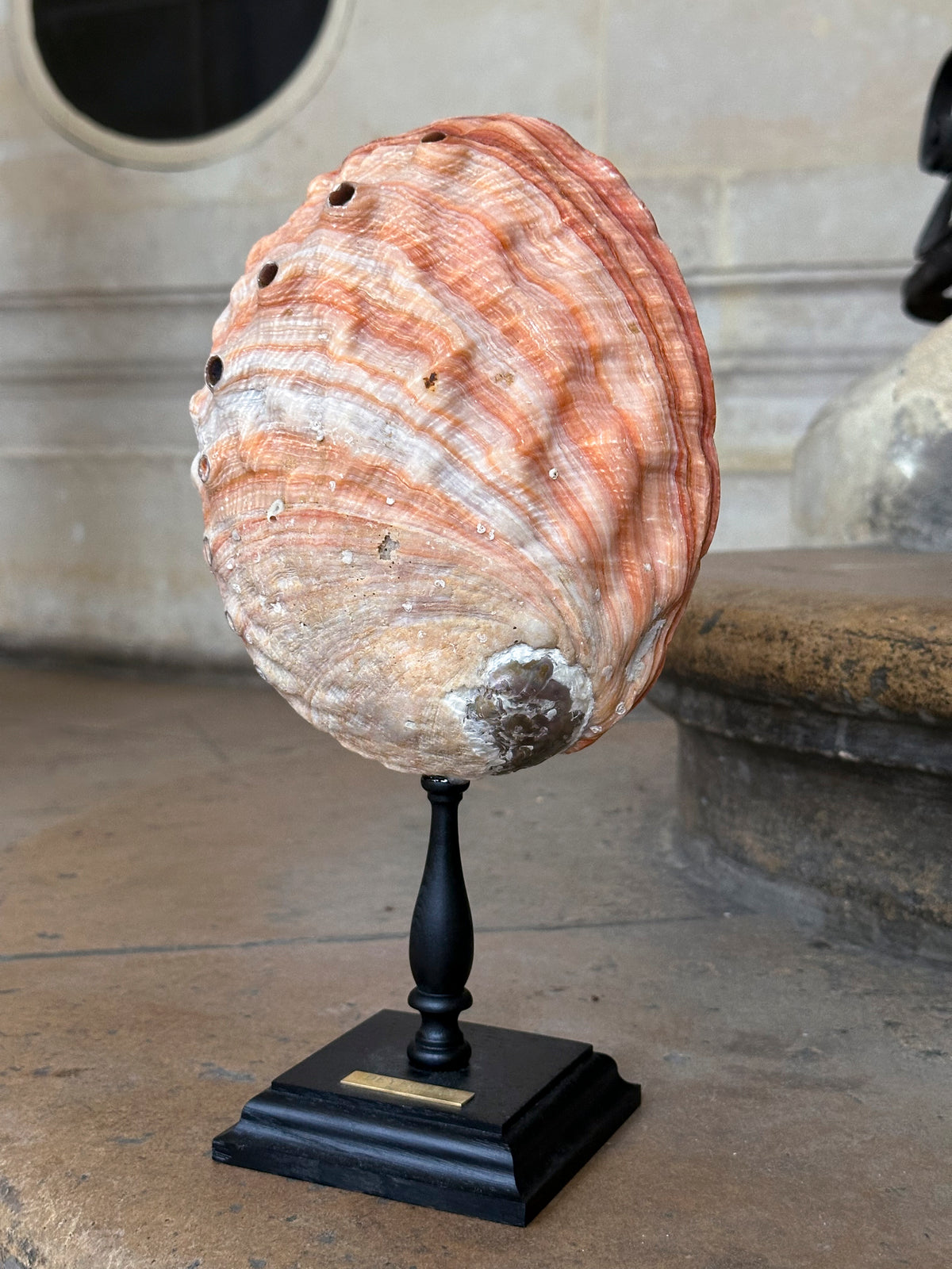 Haliotis rufescens sur socle bois (ormeau rouge)