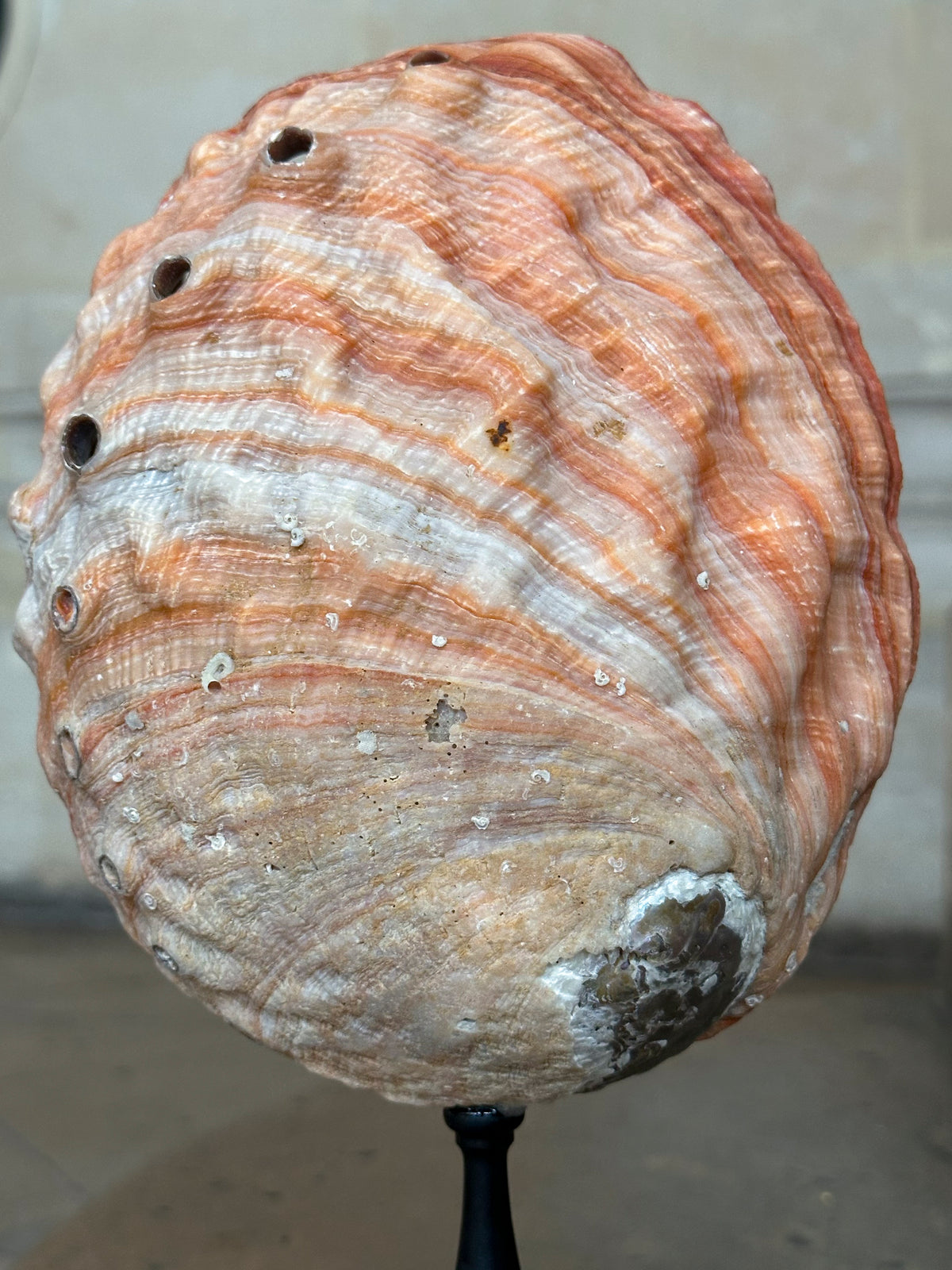 Haliotis rufescens sur socle bois (ormeau rouge)