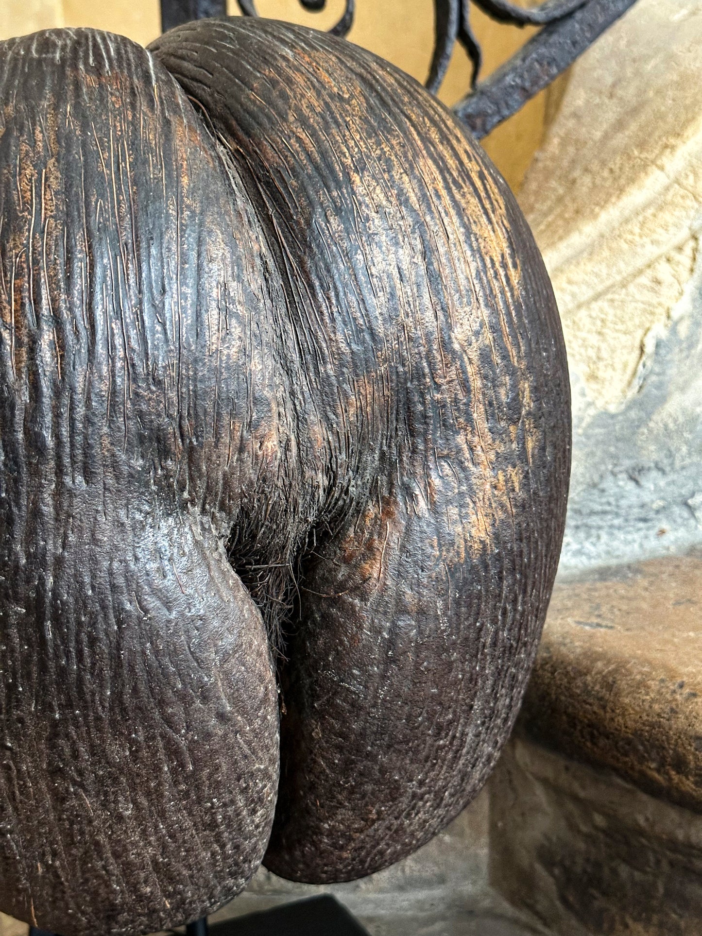 Coco de mer sur socle bois