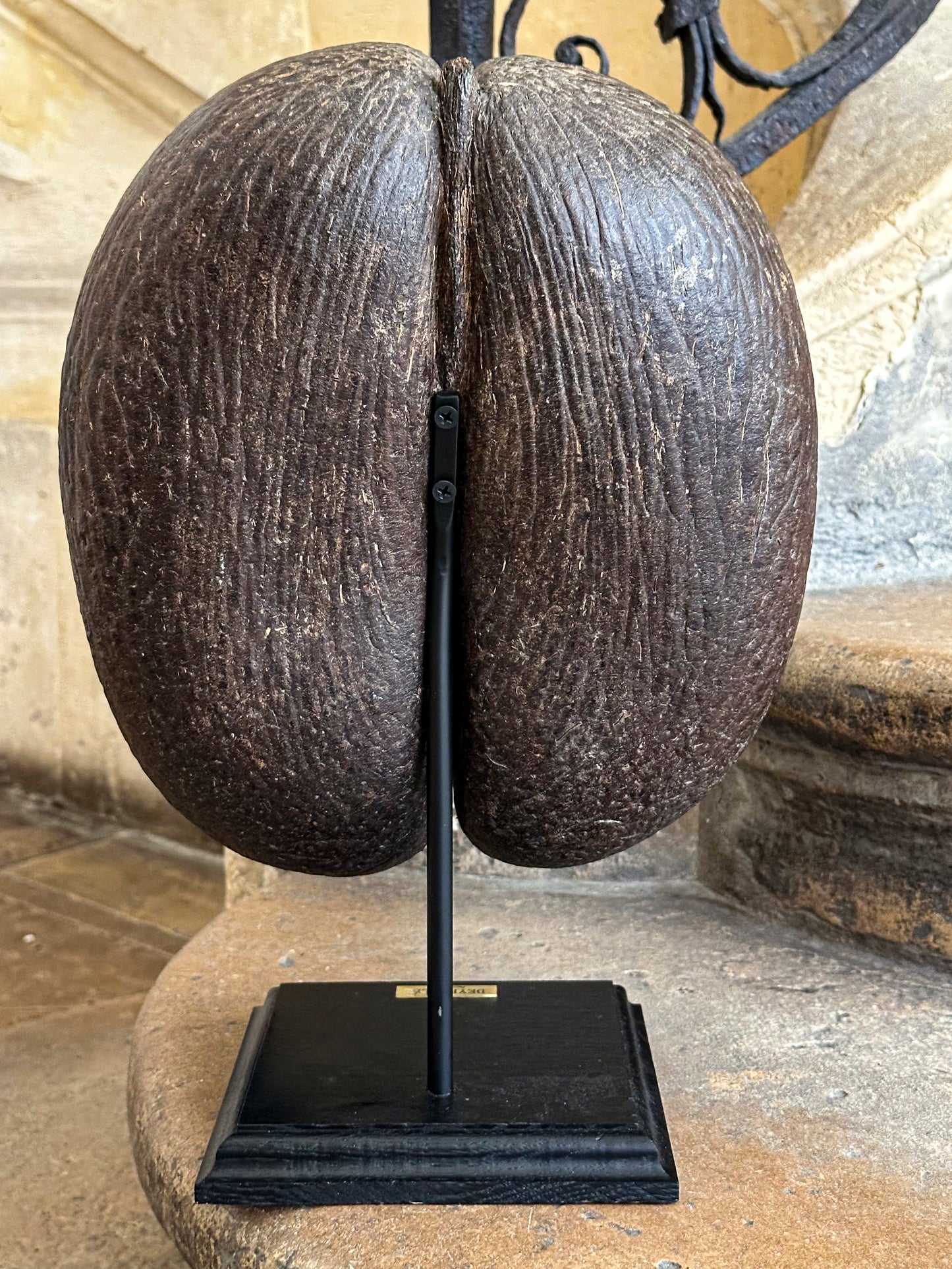 Coco de mer sur socle bois
