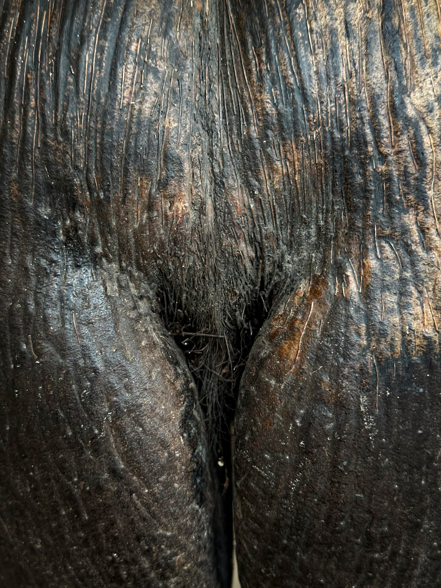 Coco de mer sur socle bois