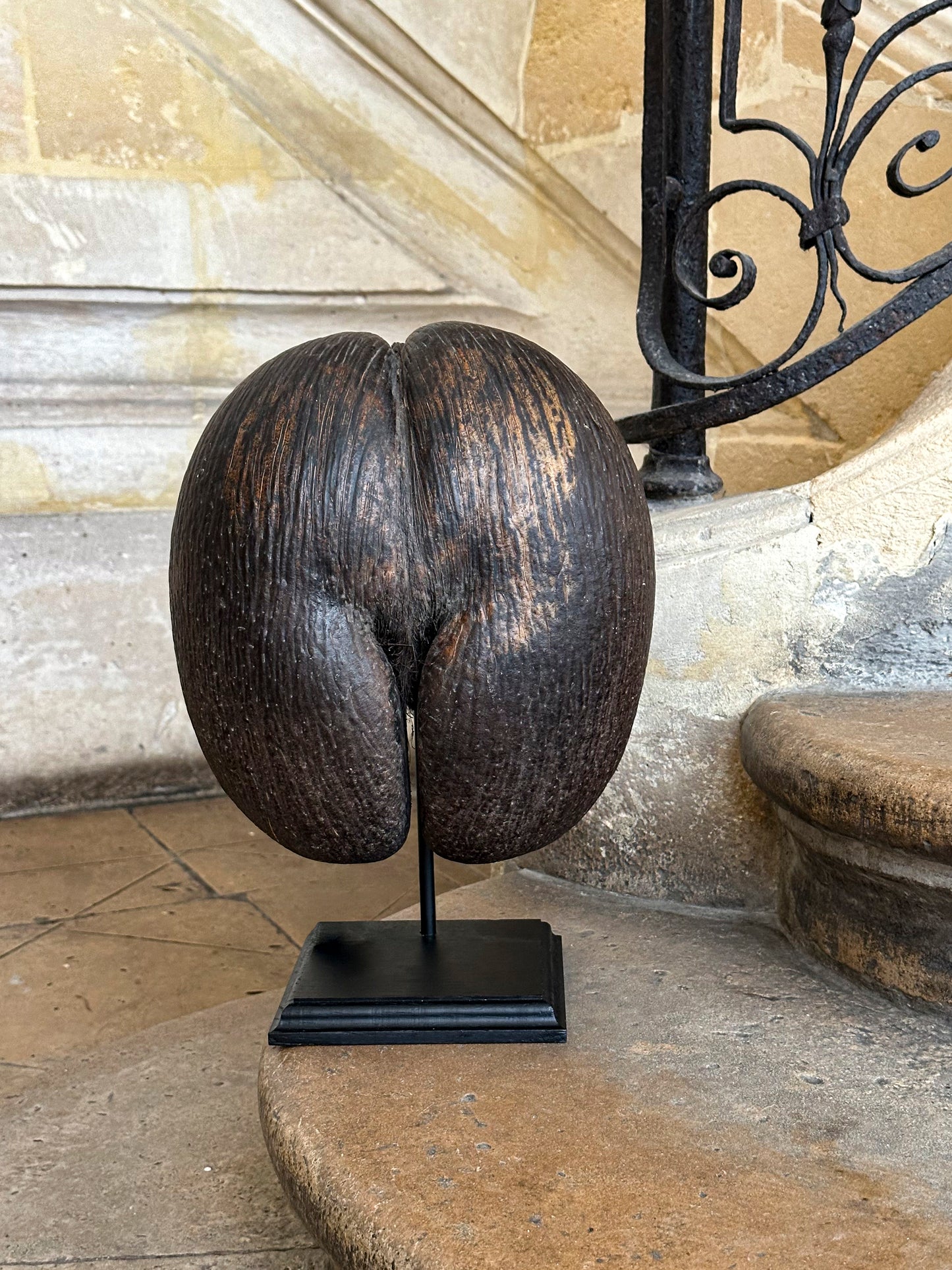 Coco de mer sur socle bois