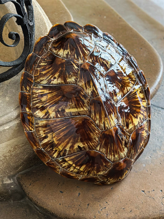 Carapace de Tortue verte
