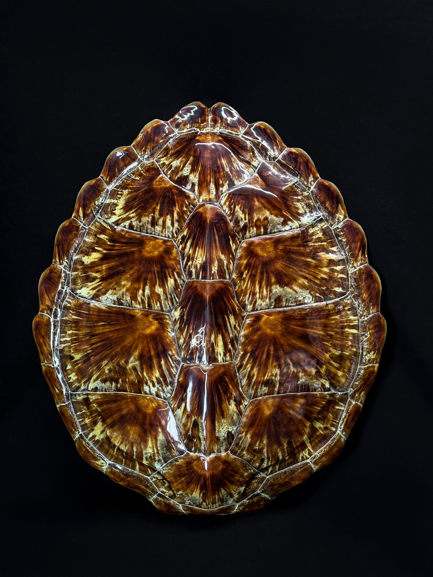 Carapace de Tortue chelonia midas