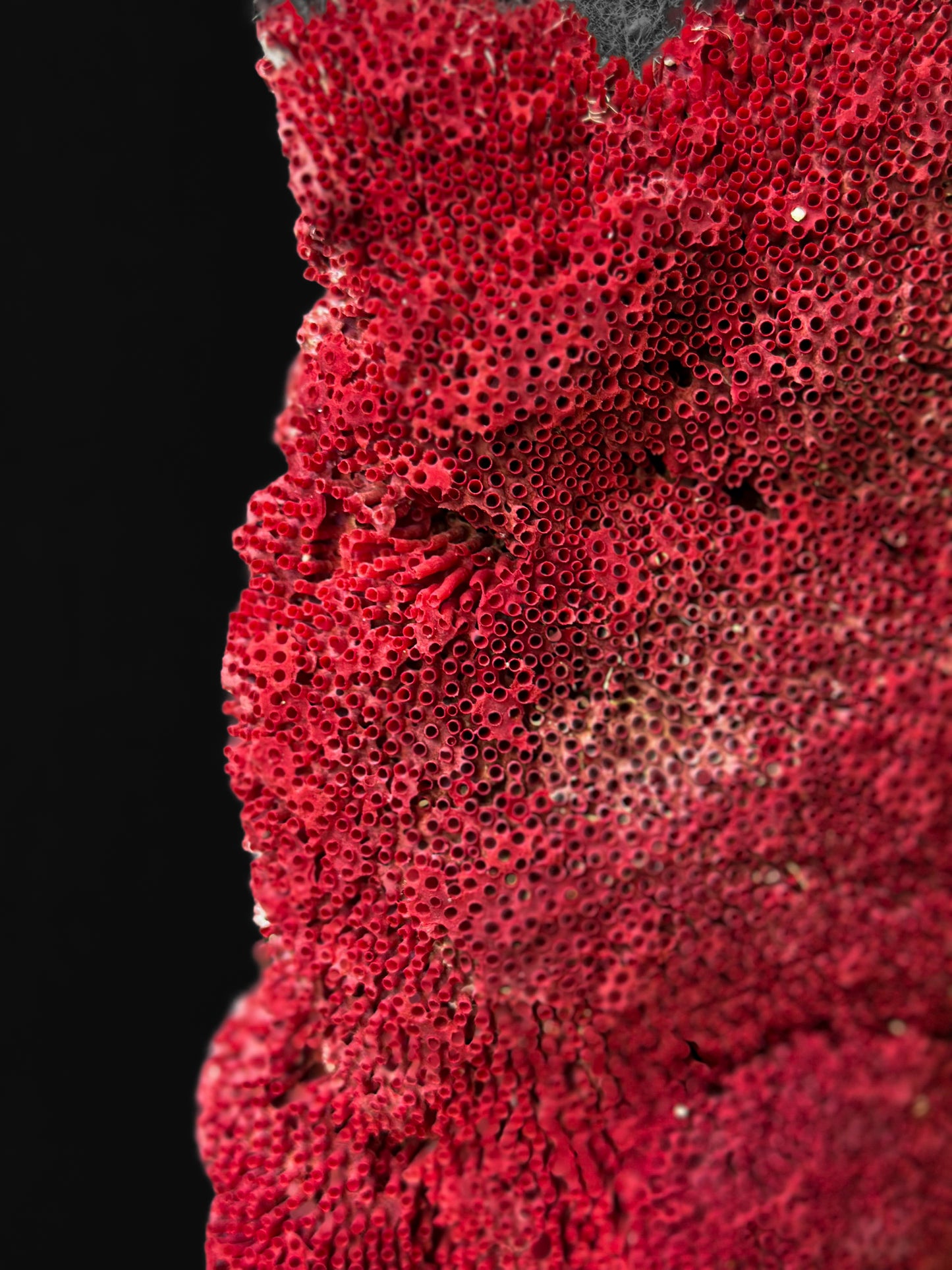 Corail Tubipora musica