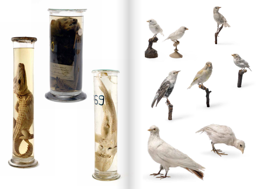 Formalin and melanin - specimens in alcohol and naturalized albinos