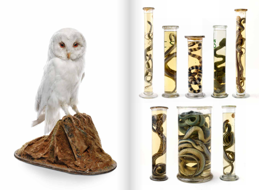 Formalin and melanin - specimens in alcohol and naturalized albinos