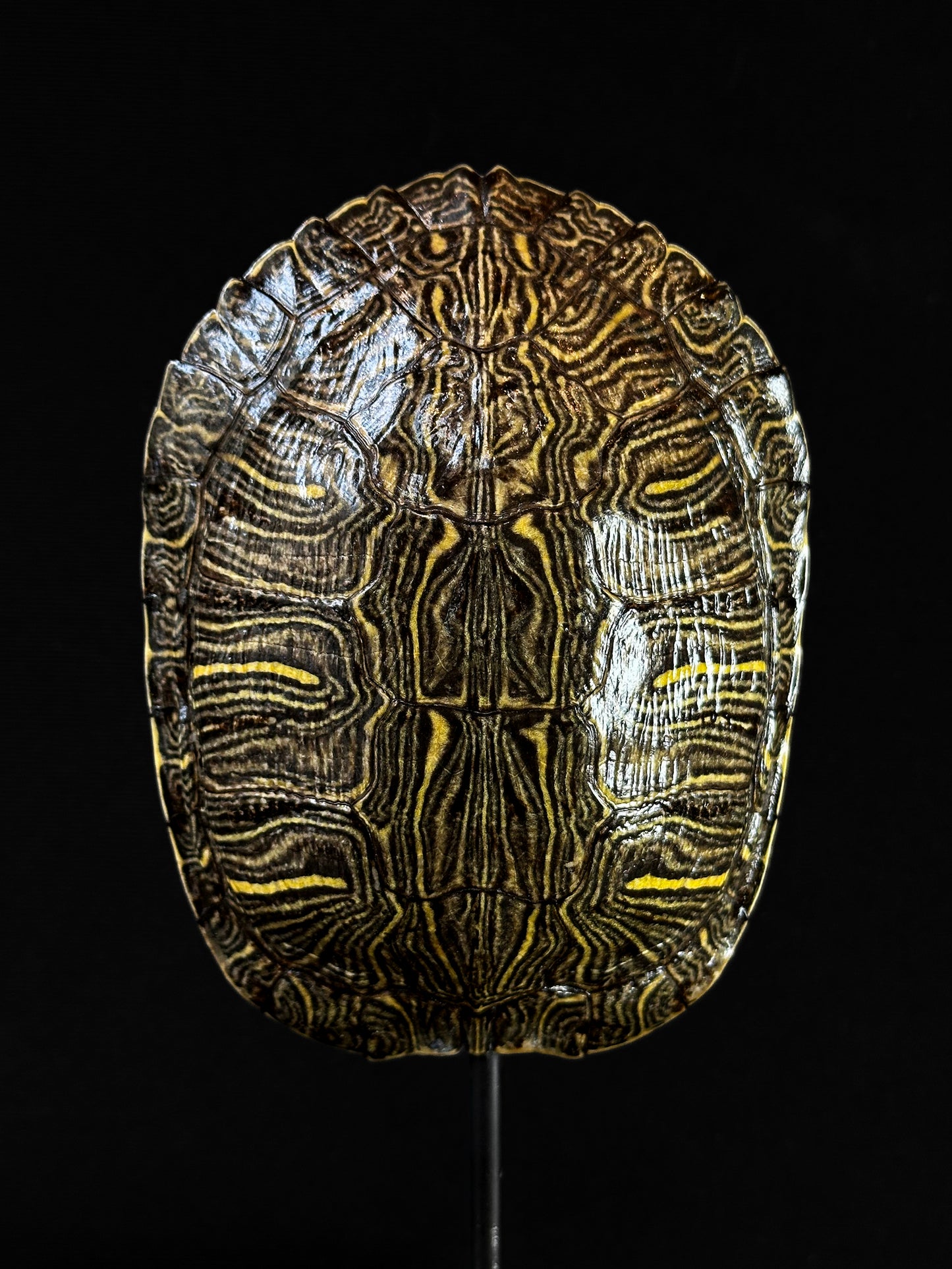 Carapace de tortue sur socle