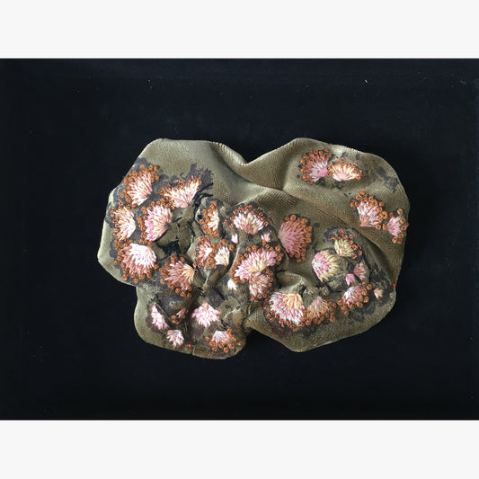 Coriolus versicolor