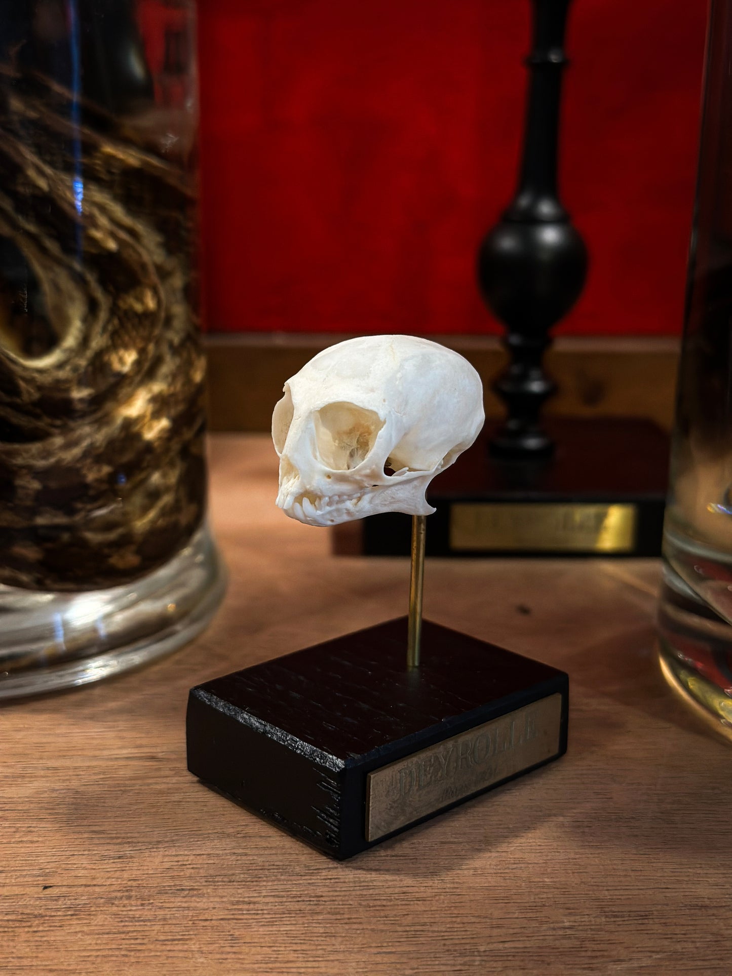 Pygmy Marmoset Skull