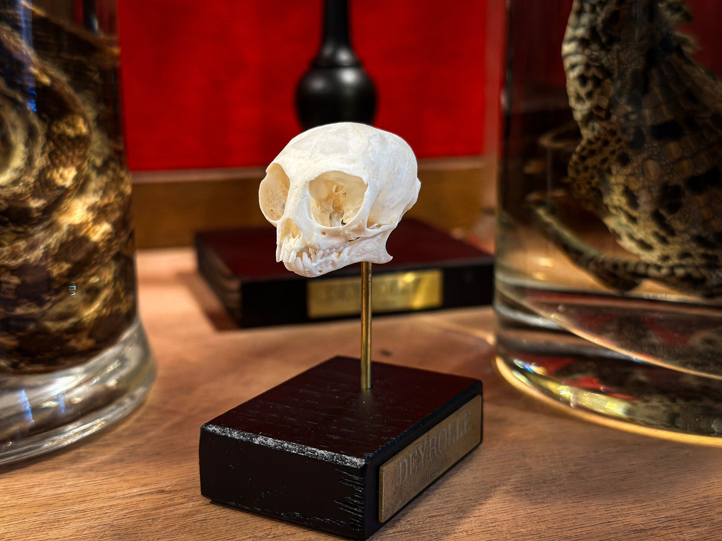 Pygmy Marmoset Skull