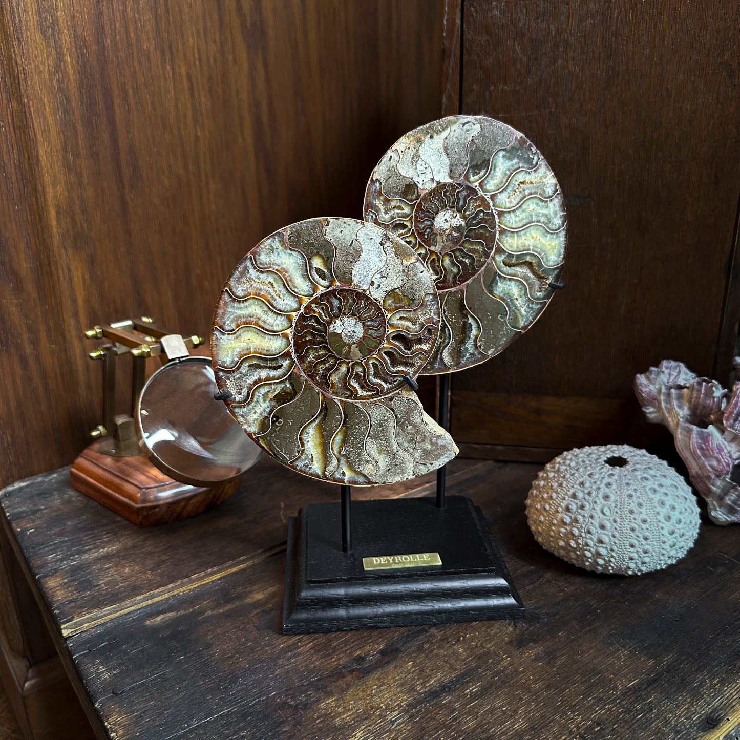 Duo d'ammonites montées sur socle