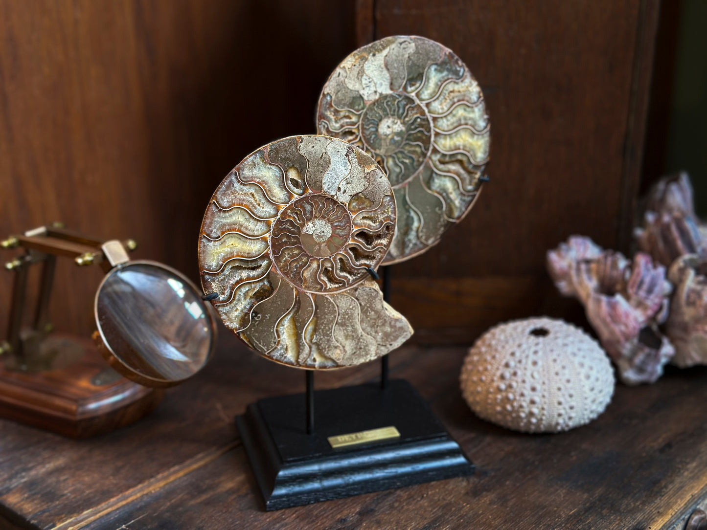 Duo d'ammonites montées sur socle