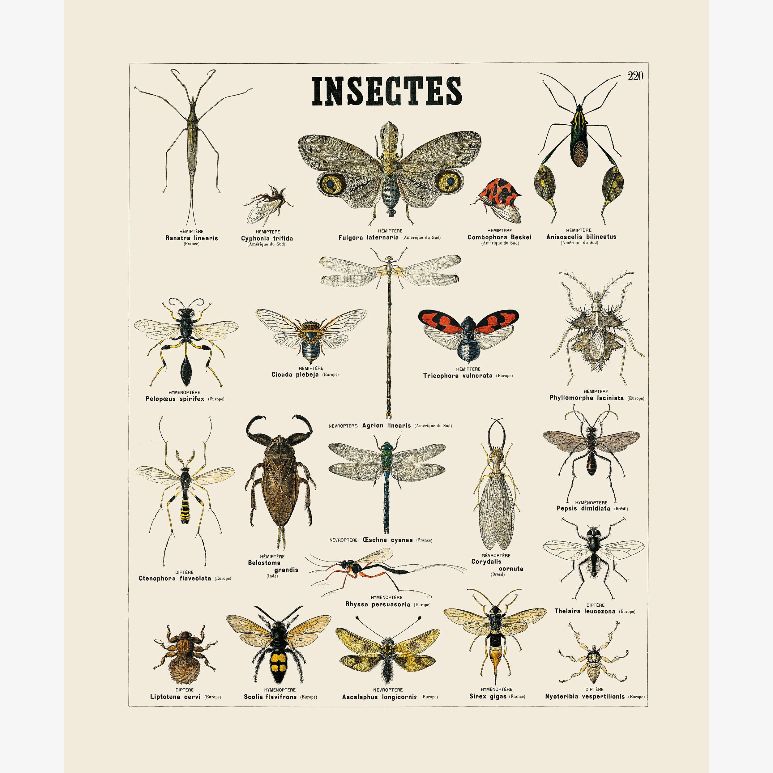Planche Insecte Planches pédagogiques – Deyrolle