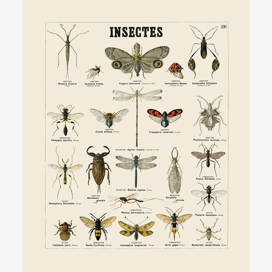 Insectes