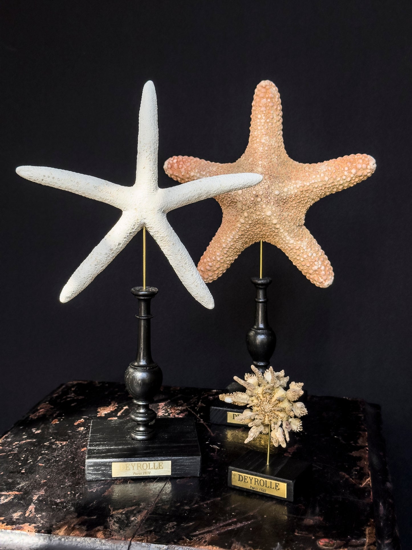 Pencil sea urchin on turned wooden base