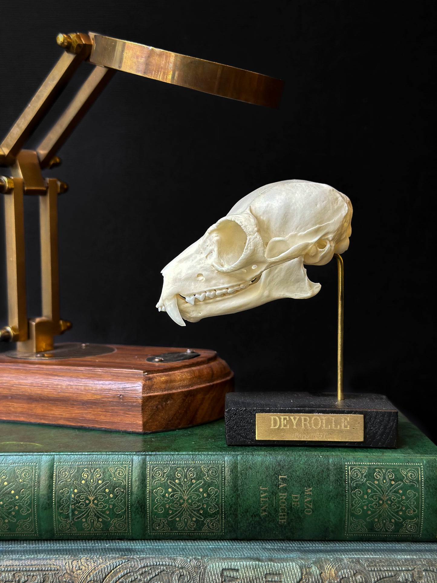 Crâne de Lémur catta