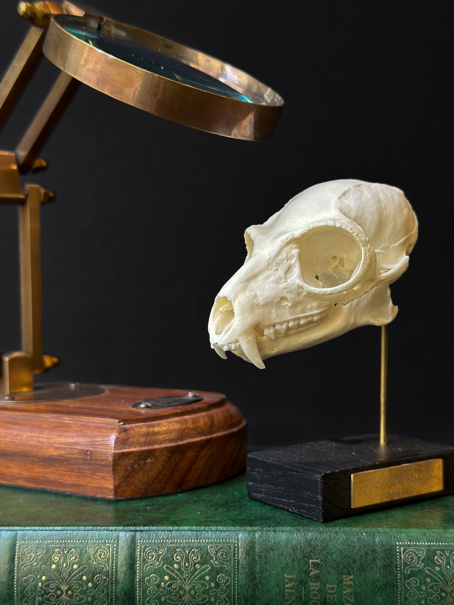 Crâne de Lémur catta