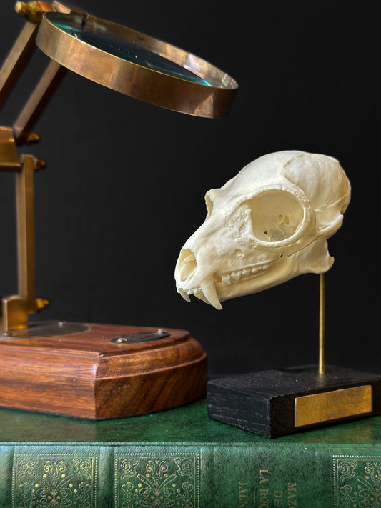 Crâne de Lémur catta