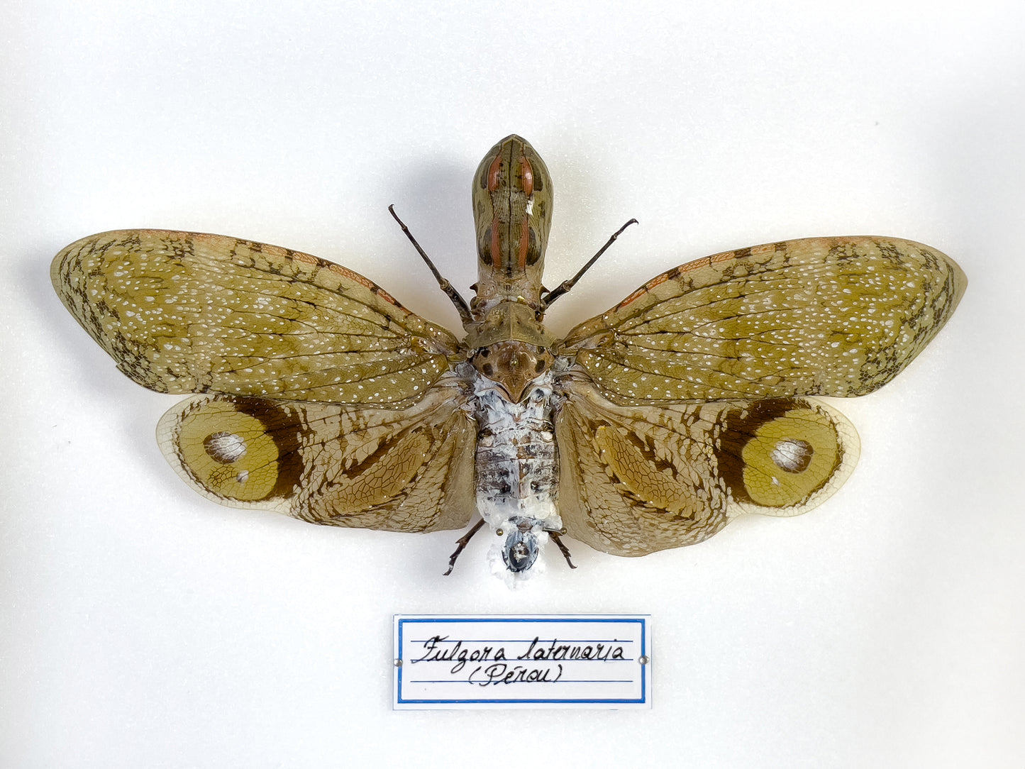 Fulgora laternaria