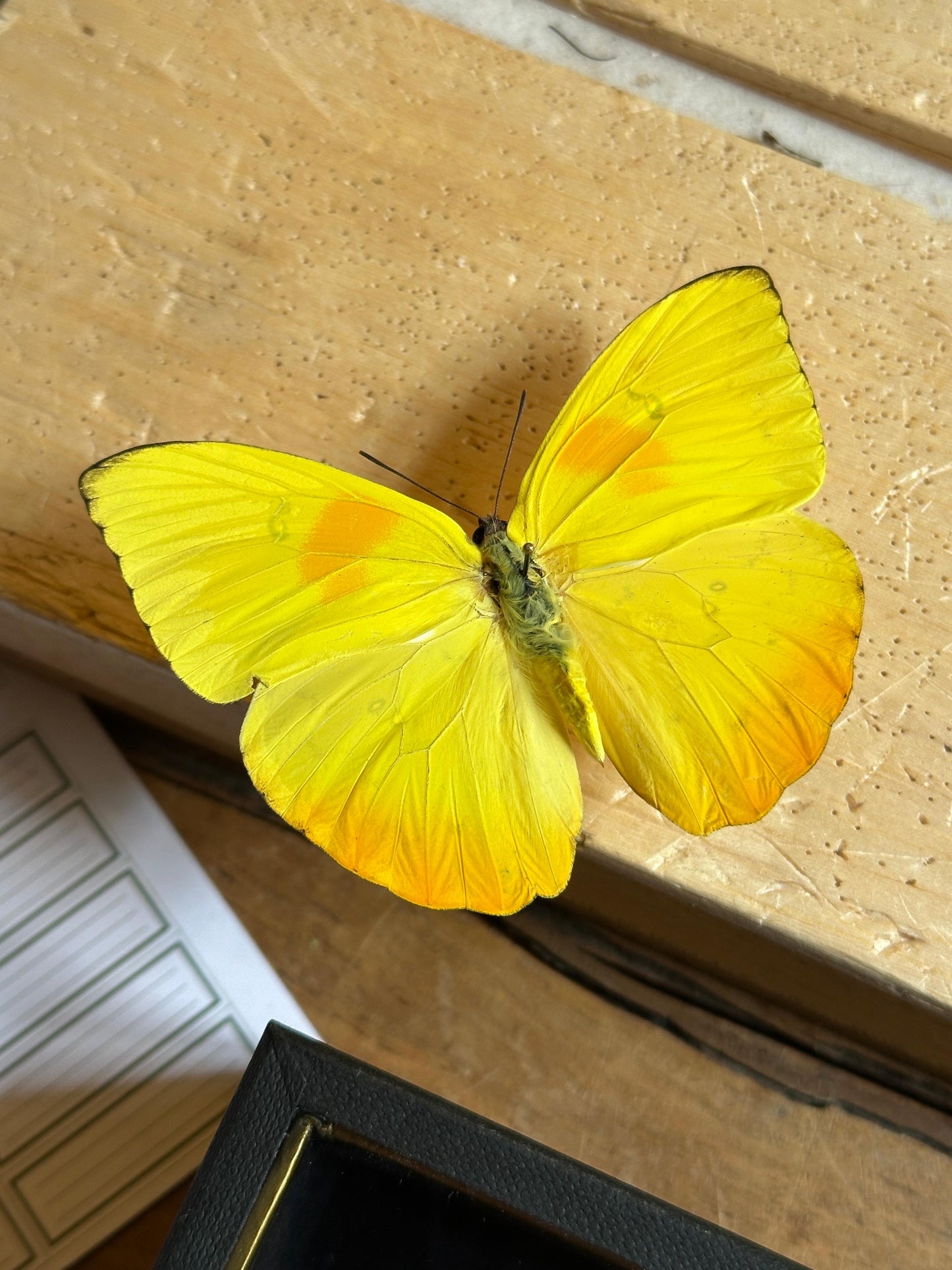 Phoebis argante et Phoebis philea