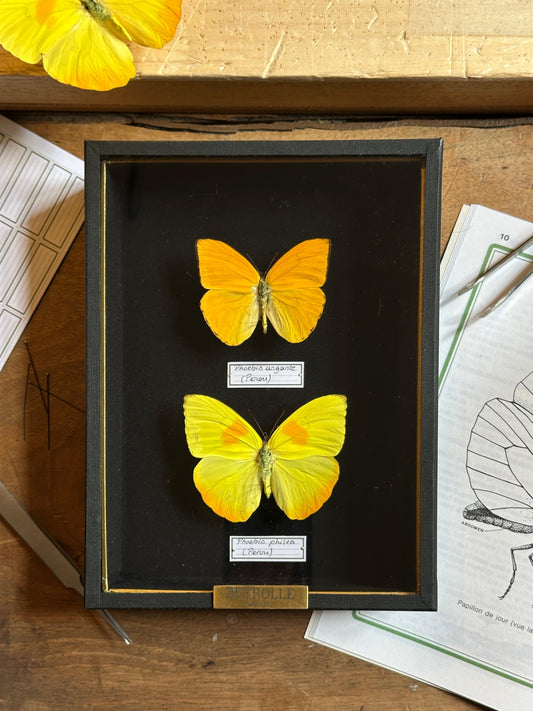 Phoebis argante et Phoebis philea