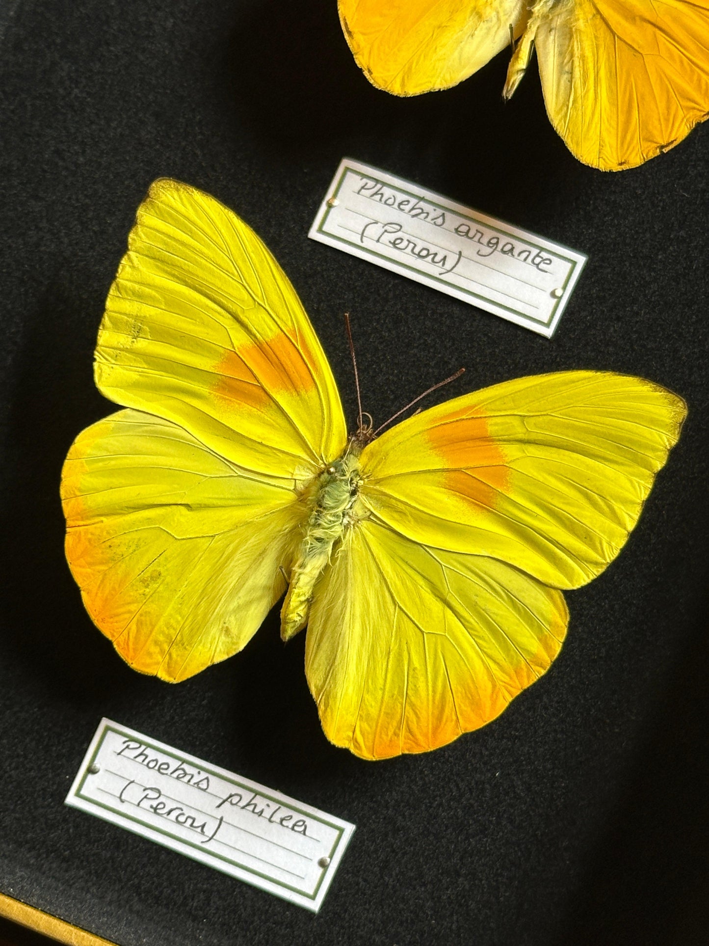 Phoebis argante et Phoebis philea