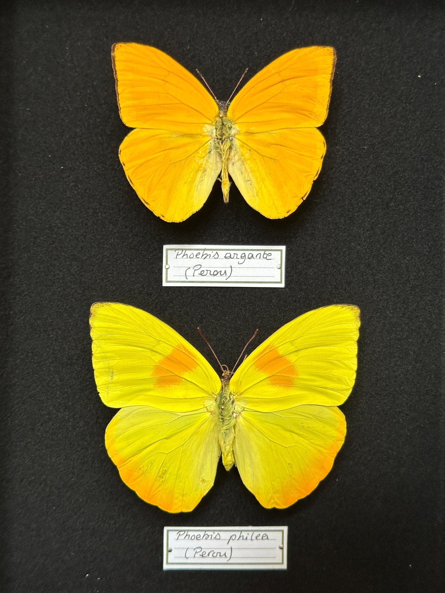 Phoebis argante et Phoebis philea