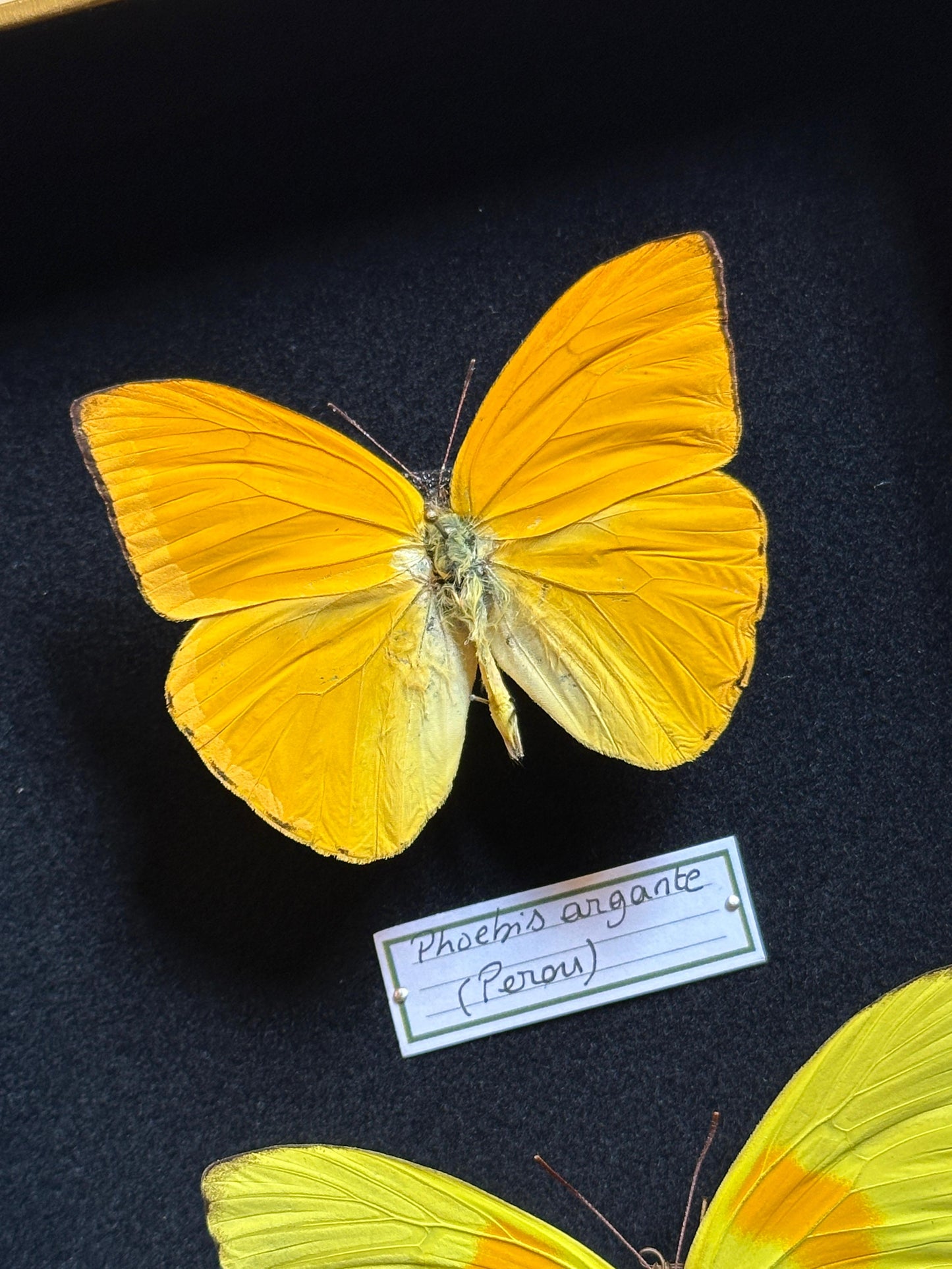 Phoebis argante et Phoebis philea