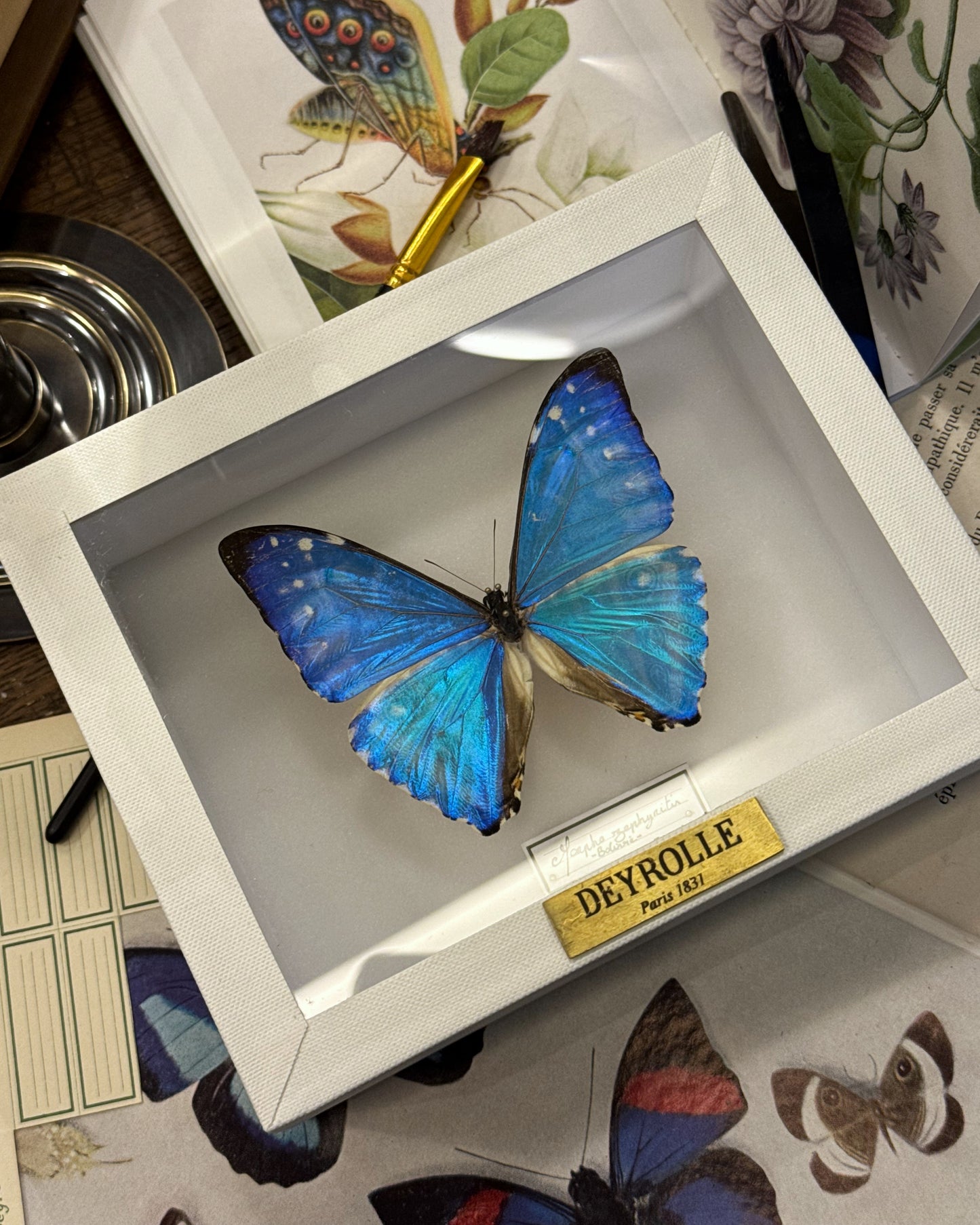 Morpho zephyritis