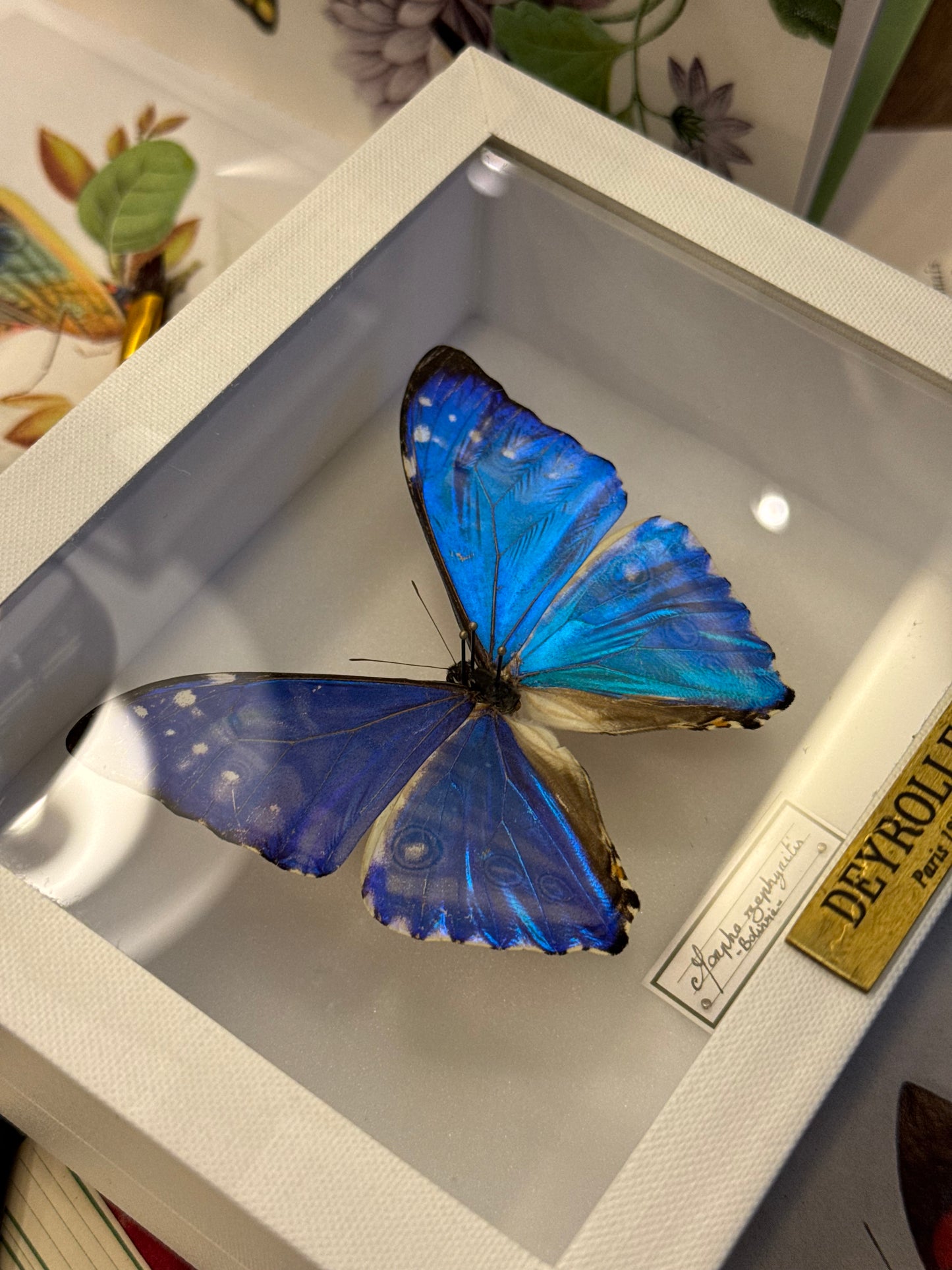 Morpho zephyritis