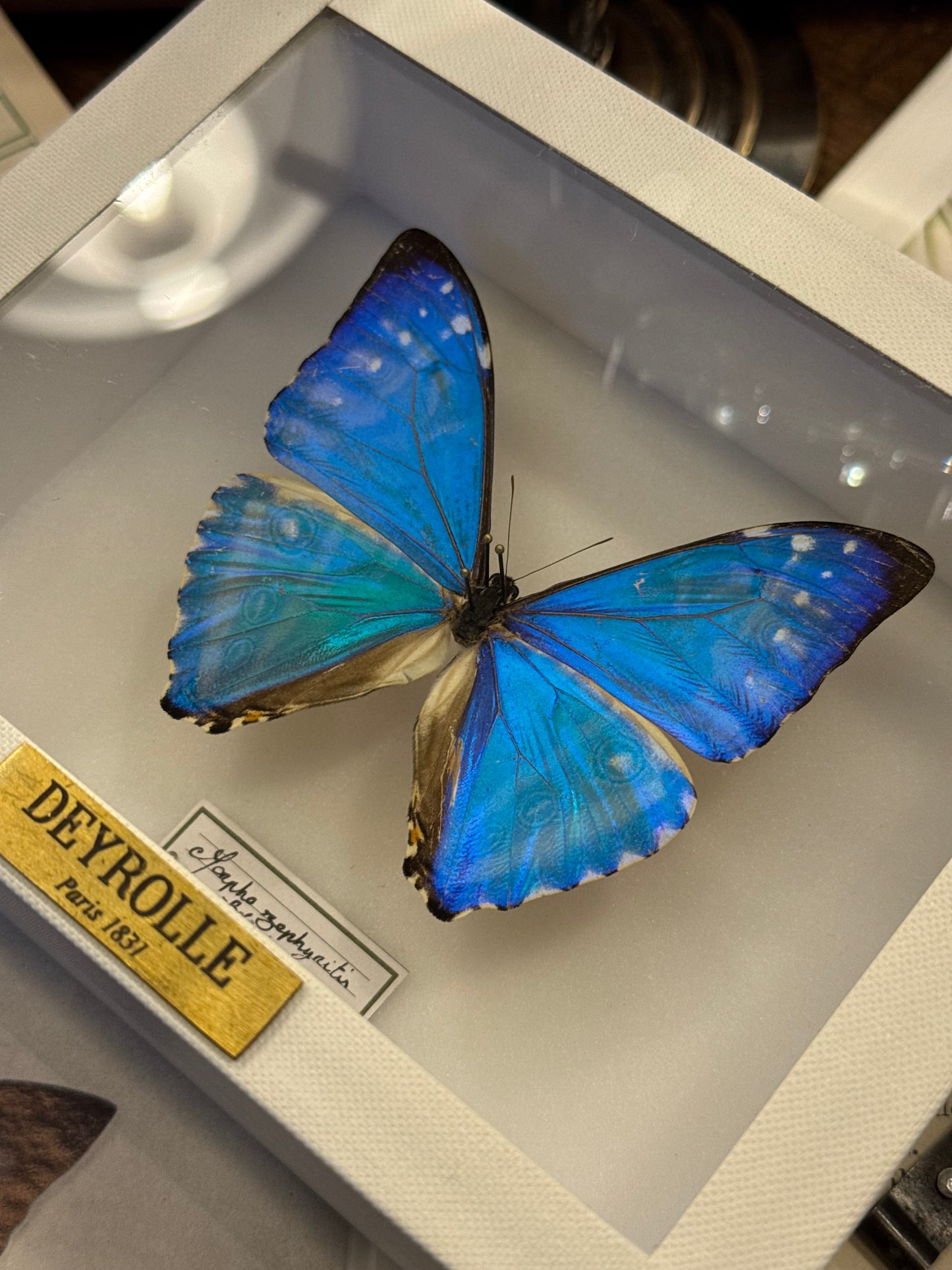 Morpho zephyritis