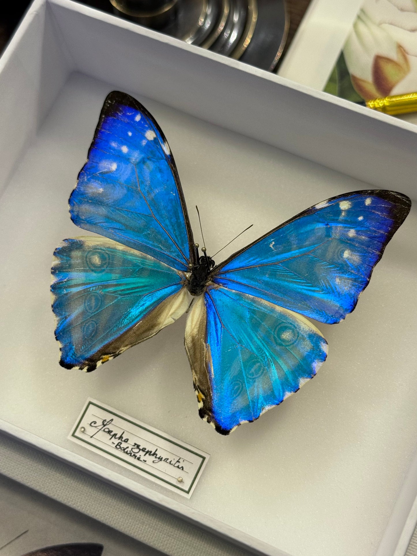 Morpho zephyritis
