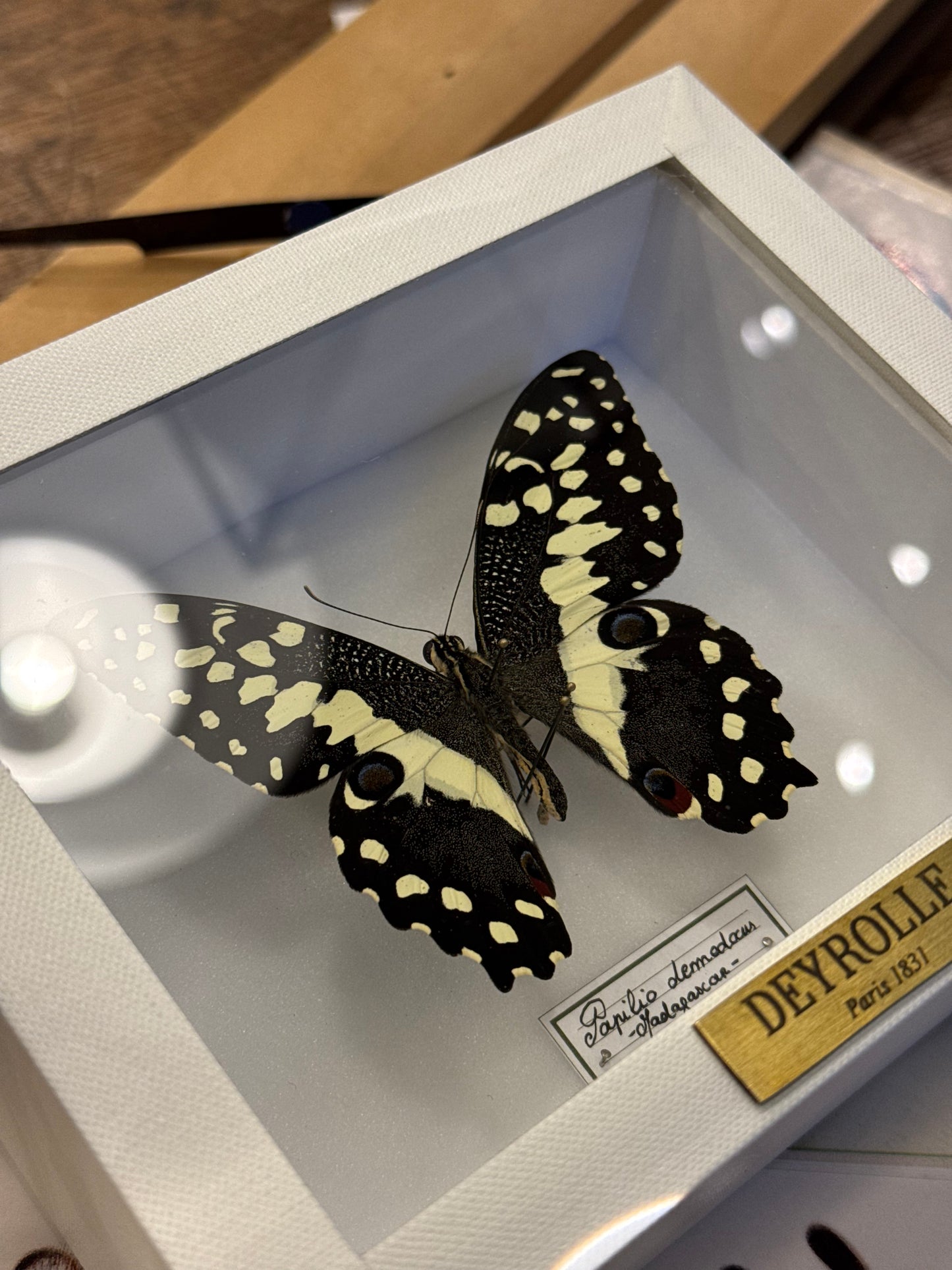 Papilio demodocus
