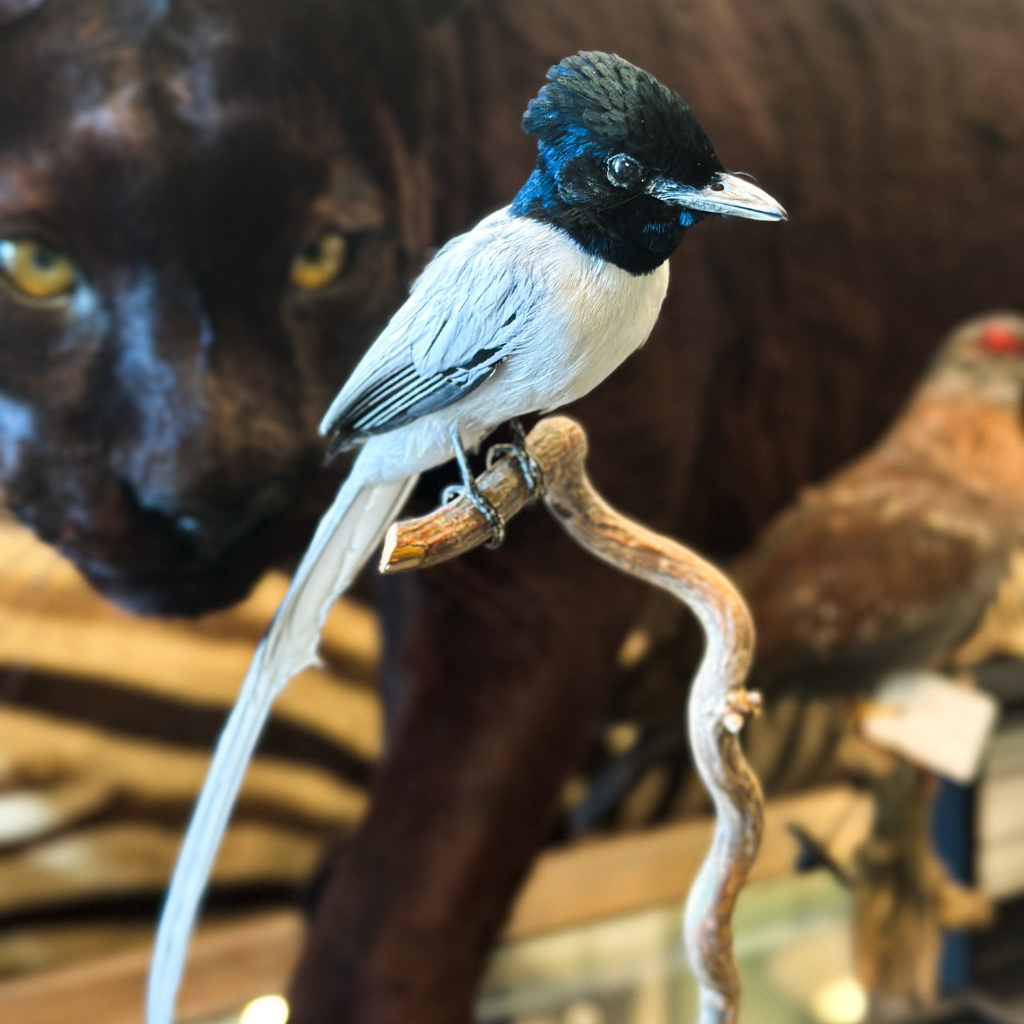 Gobe-mouche de Paradis