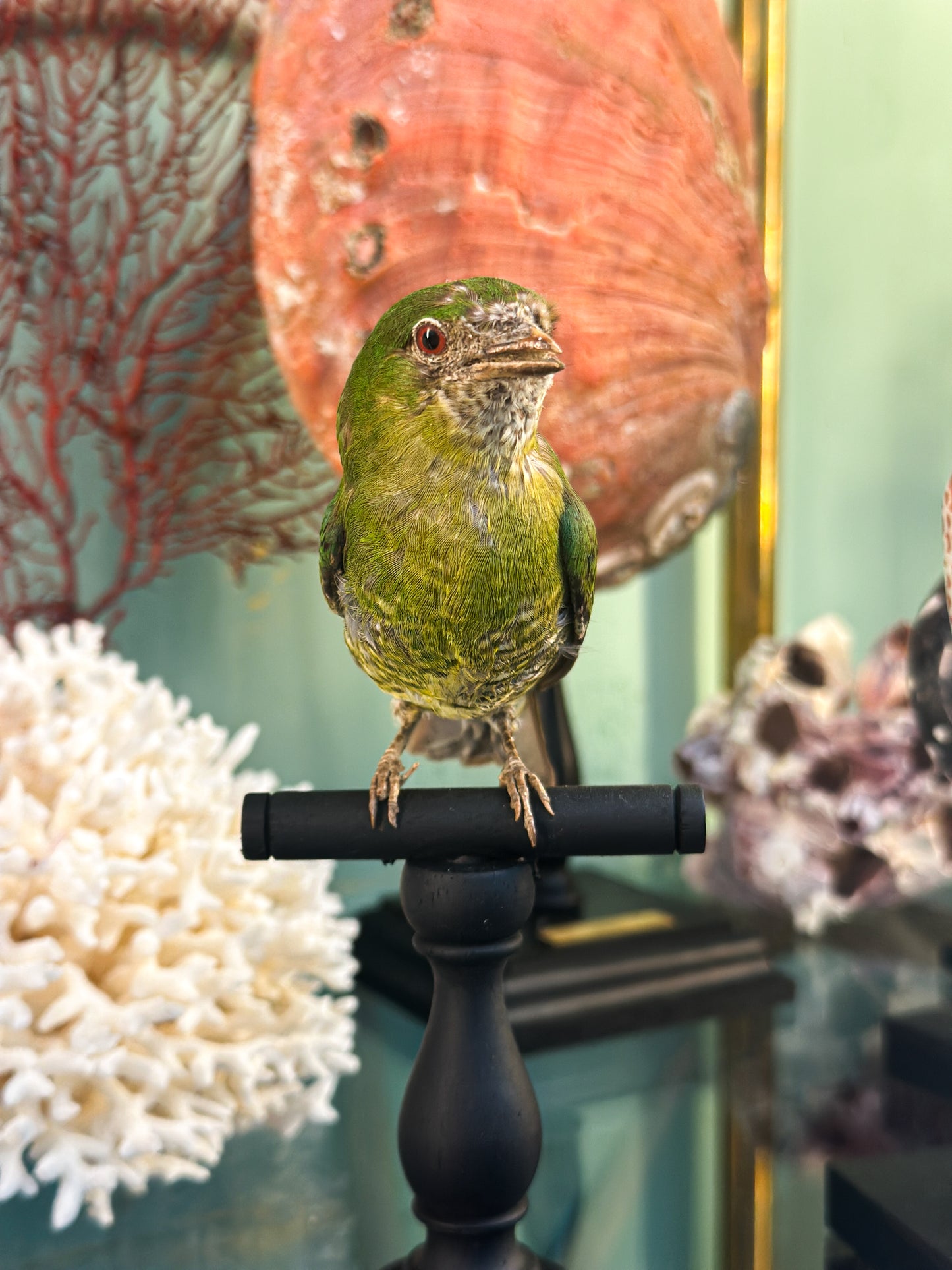 Cotinga à poitrine d'or (femelle)