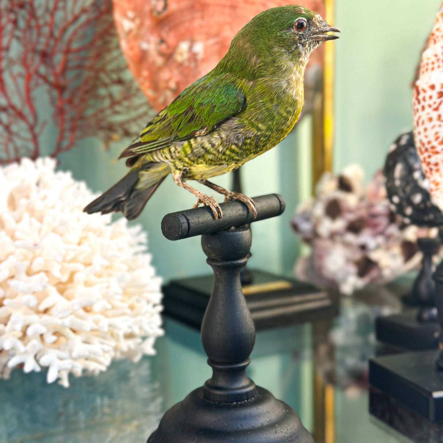 Cotinga à poitrine d'or (femelle)