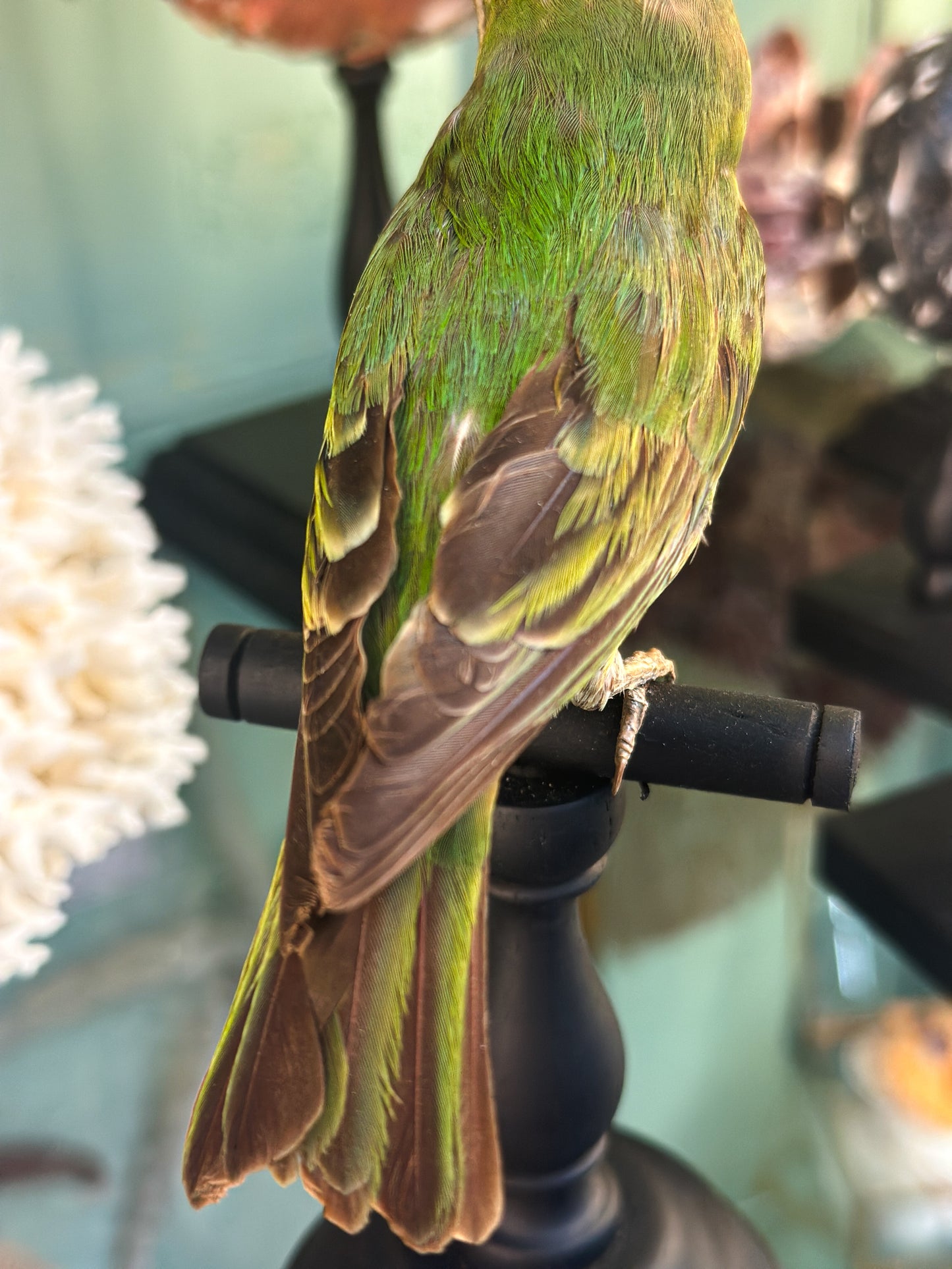 Cotinga à poitrine d'or (femelle)