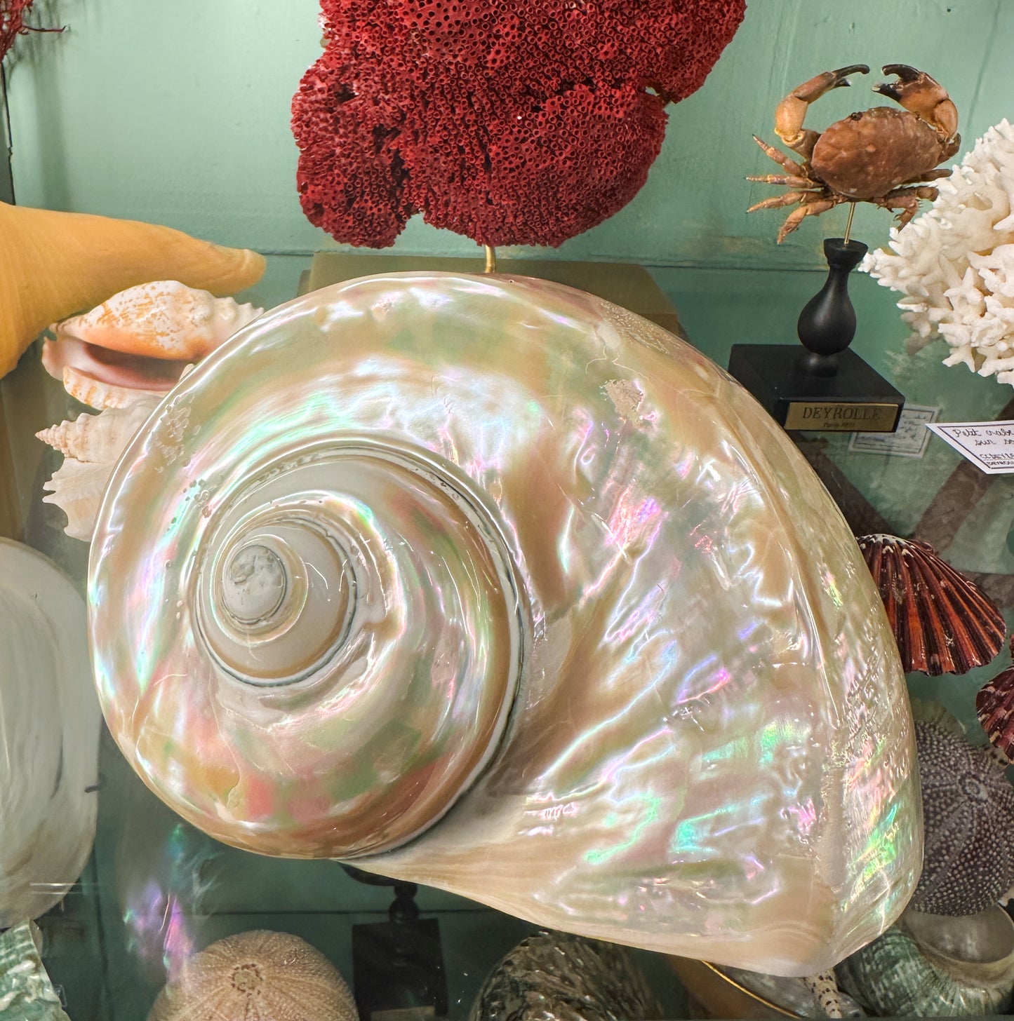 Turbo marmoratus