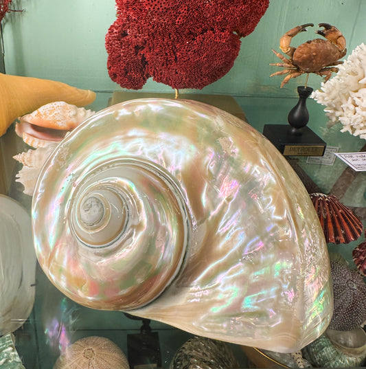 Turbo marmoratus