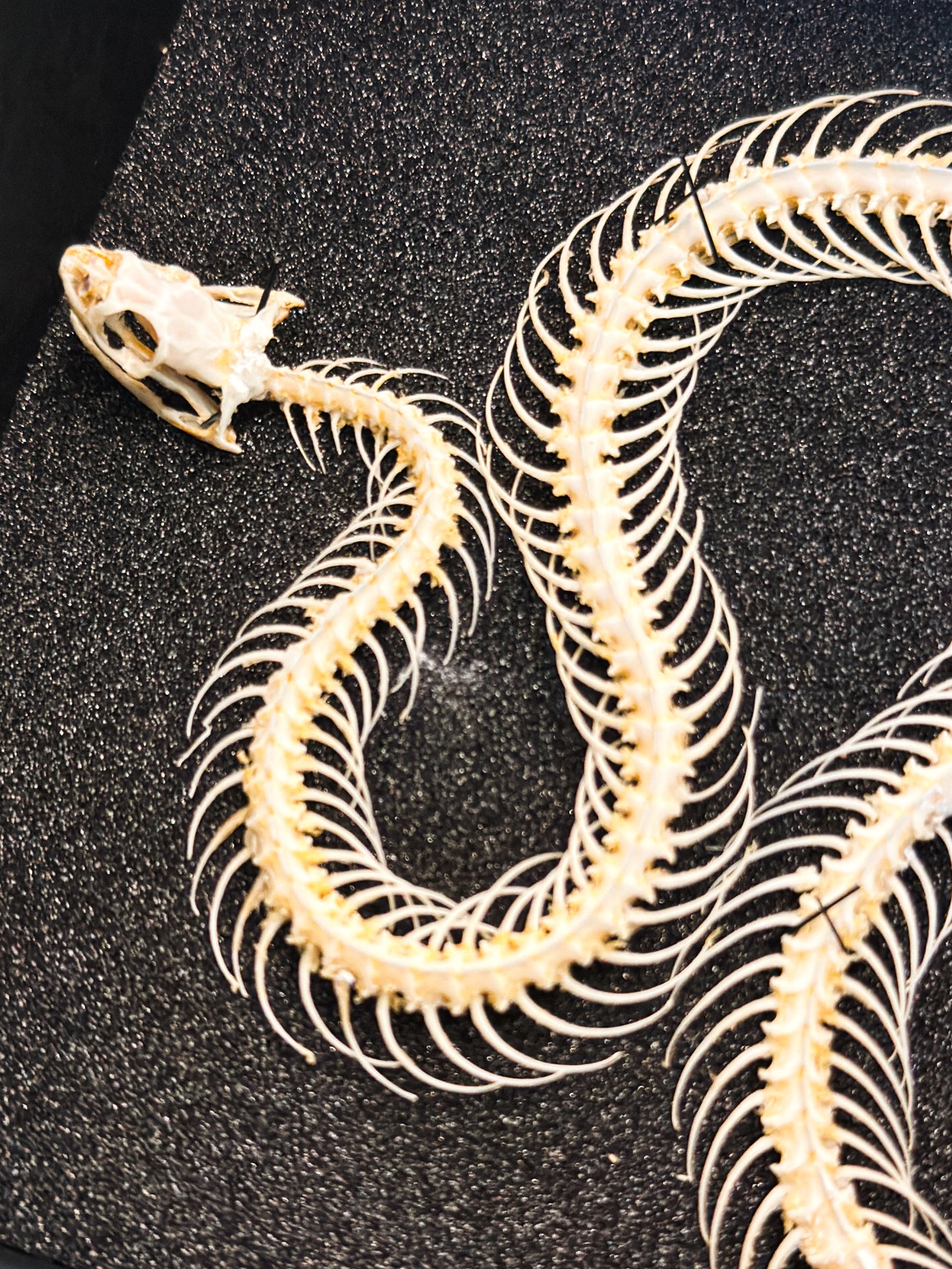 Squelette de serpent