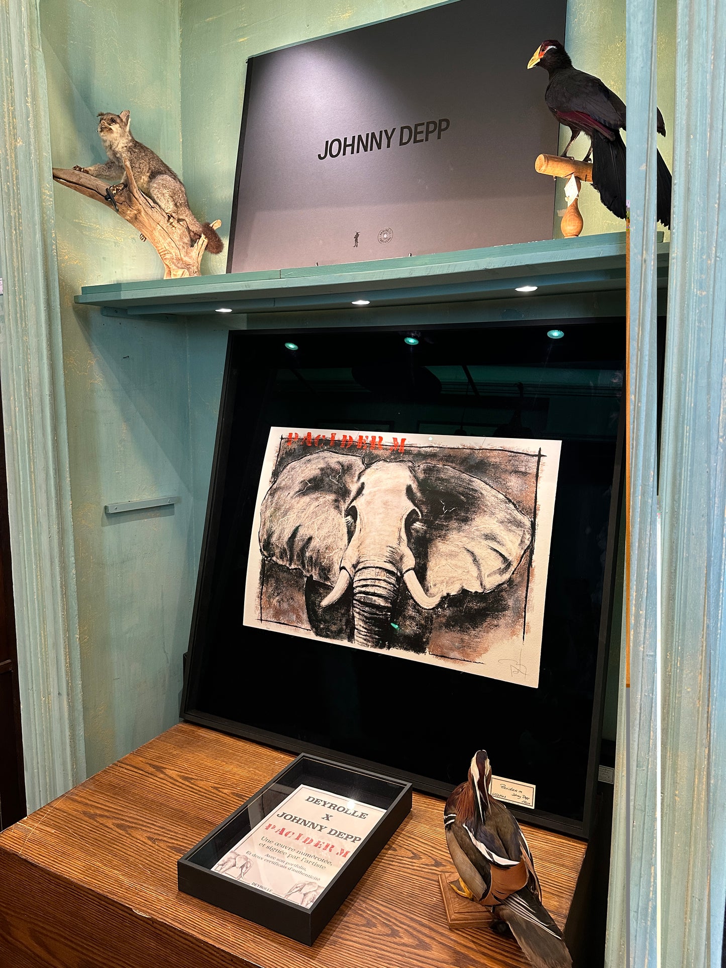 Paciderm by Johnny Depp