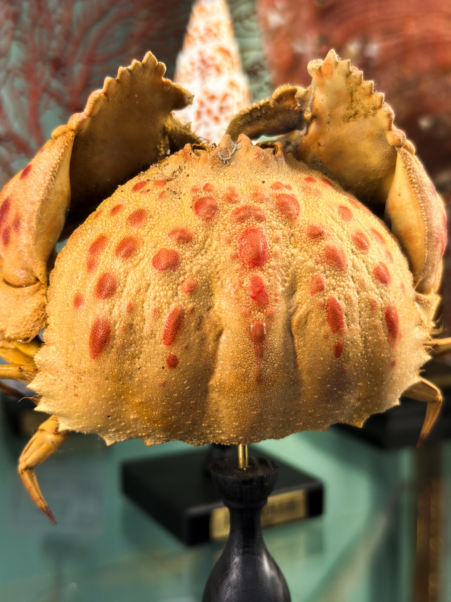 Crabe granuleux sur socle