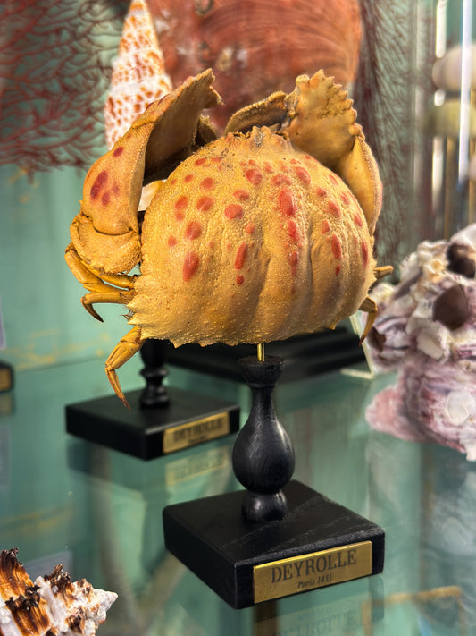 Crabe granuleux sur socle