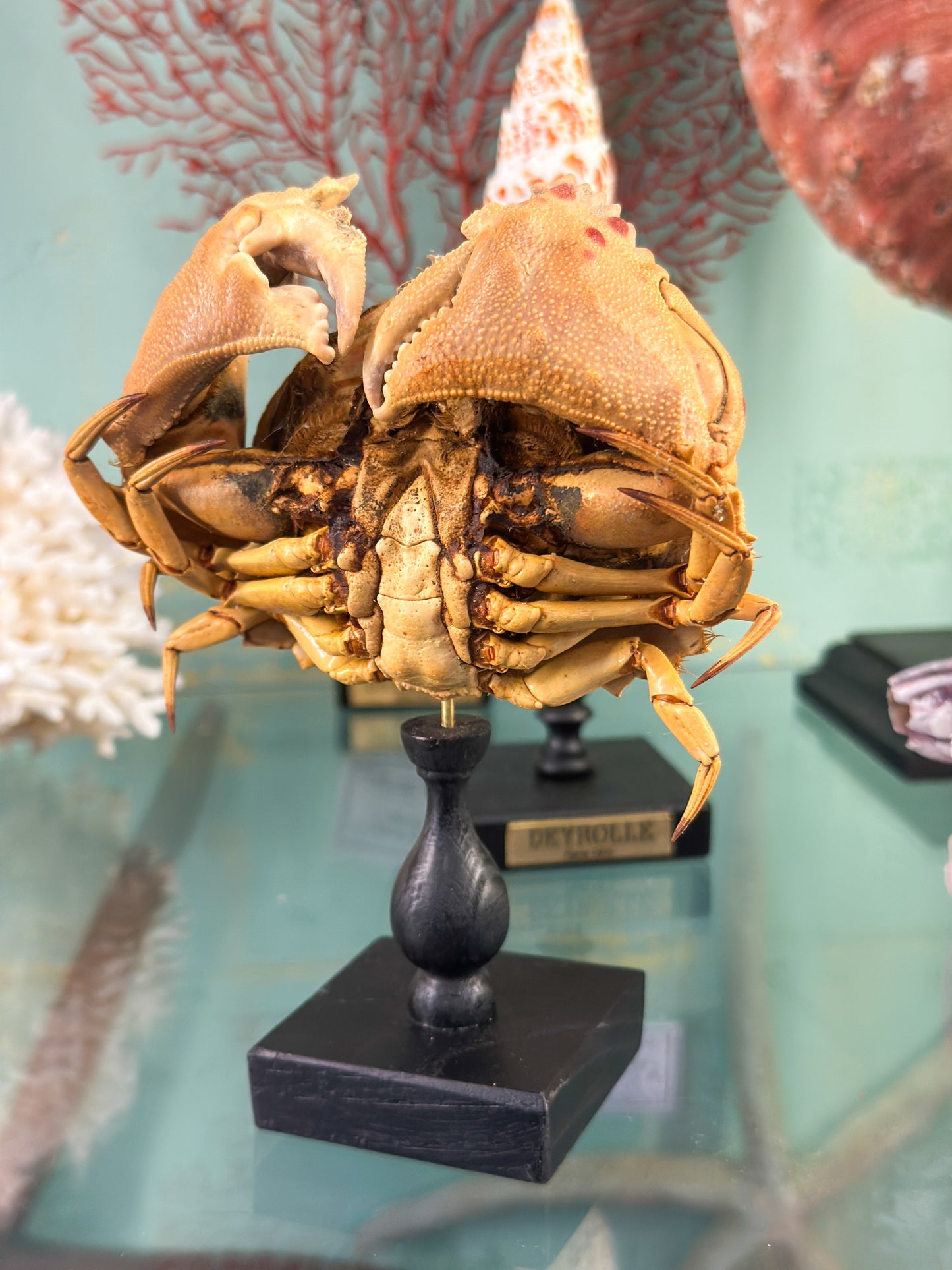 Crabe granuleux sur socle