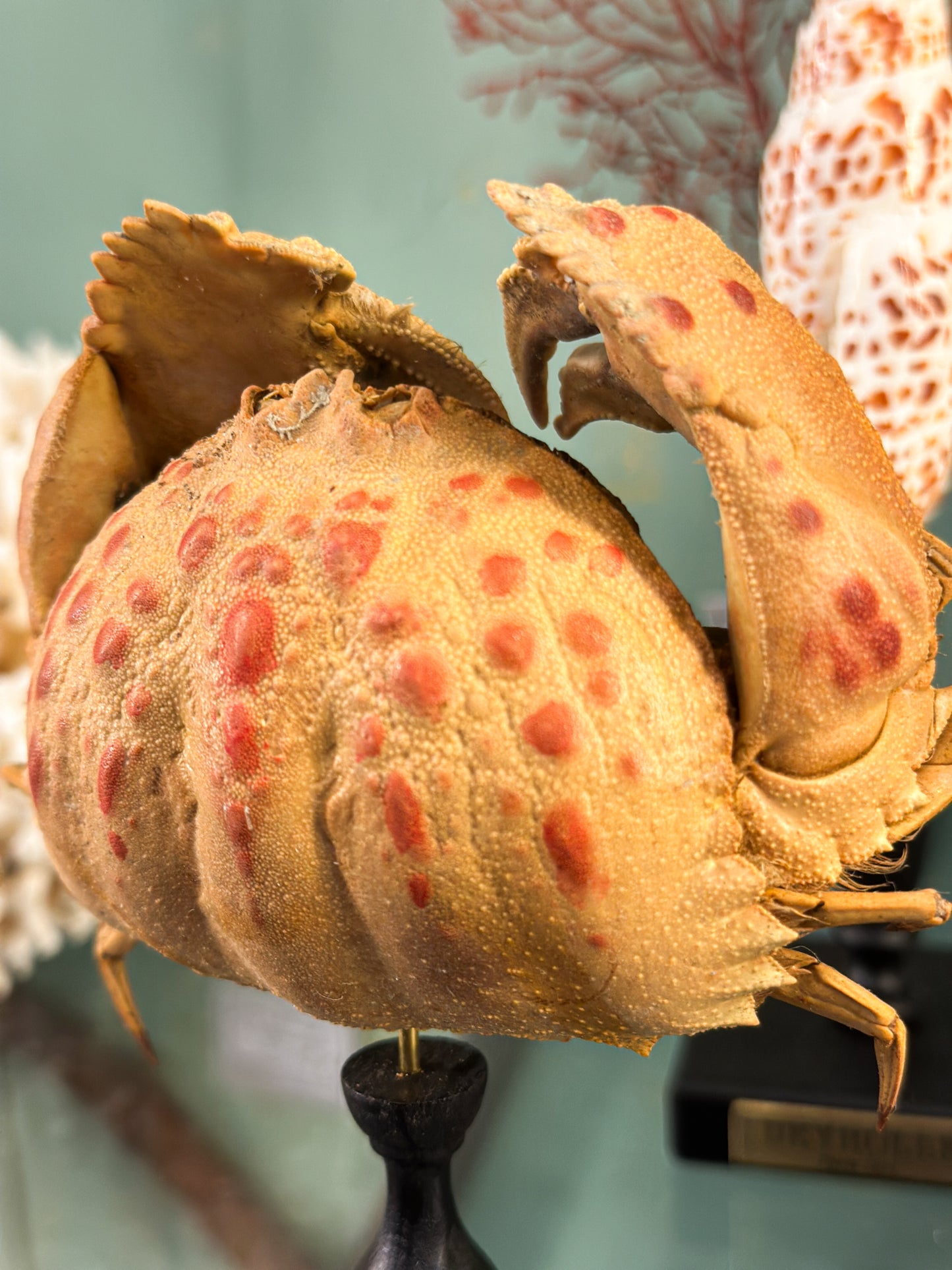 Crabe granuleux sur socle