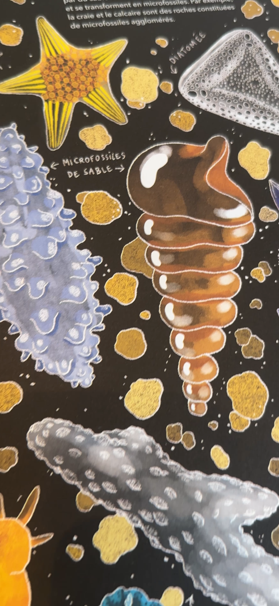 Book Miniscules! The wonderful world of microscopic life